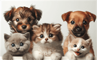 Dog Shedding in Winter: 5 Top Reasons